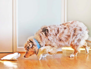 Site header photo of dog looking at a Super Ruff dog toy.
